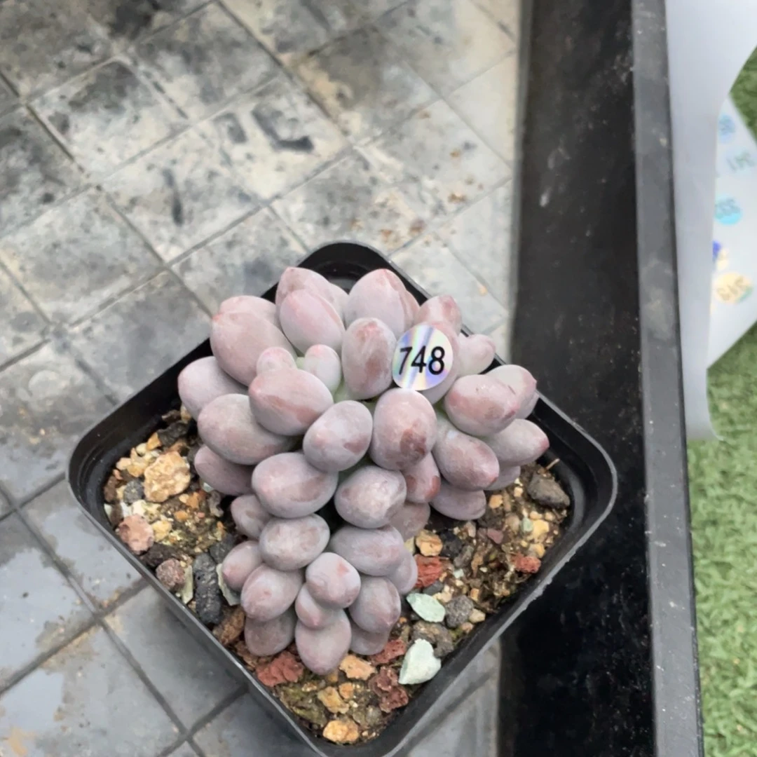 桃花奶酪多肉植物