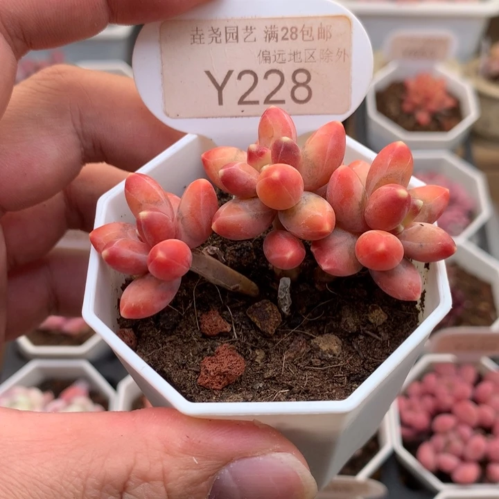 0228黄香蕉6厘米