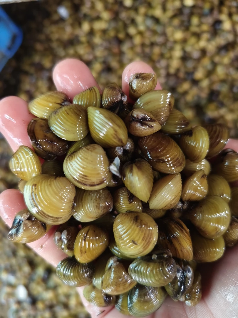 黄沙蚬新鲜溪蚬子腌制黄蚬子鲜活蛤蜊非花甲爆炒新鲜无沙黄沙蚬