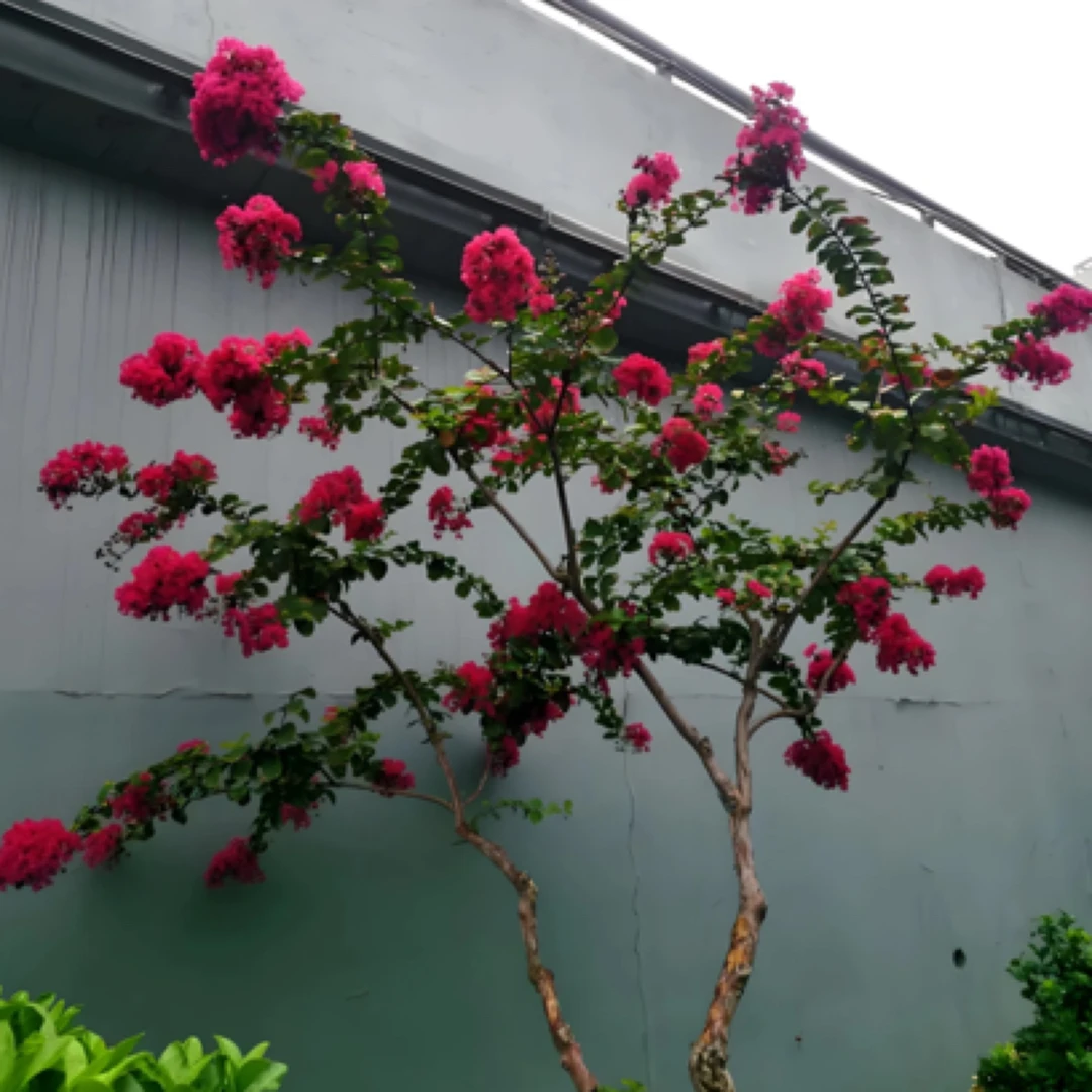 造型紫薇花树苗景观树庭院别墅风景树耐寒抗旱