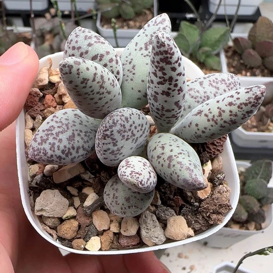 白胖子水泡多肉植物