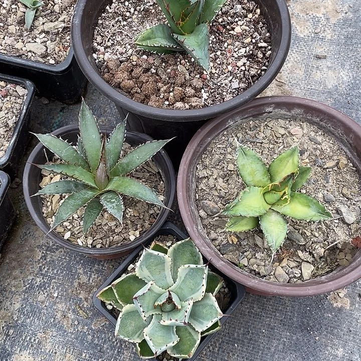 庆****)龙舌兰绿色植物
