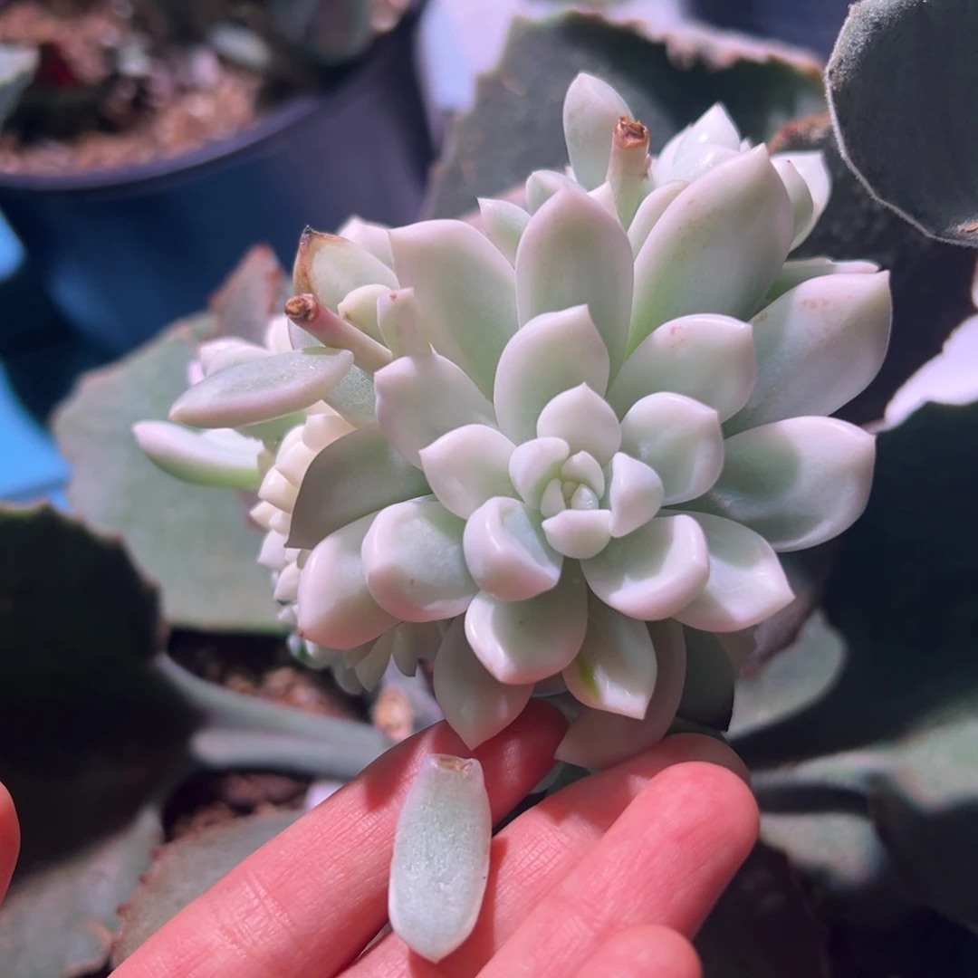 千璃雪（独家）覆轮锦叶子一片