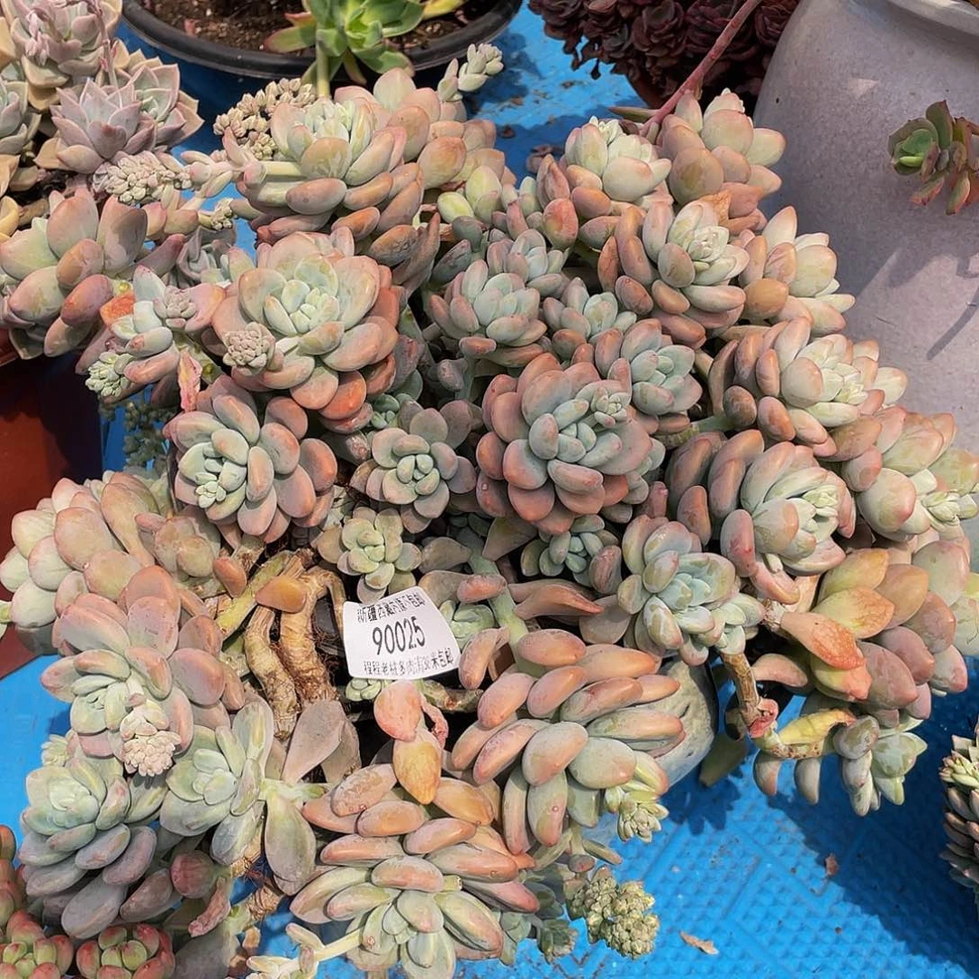美****花红洛神90025多肉