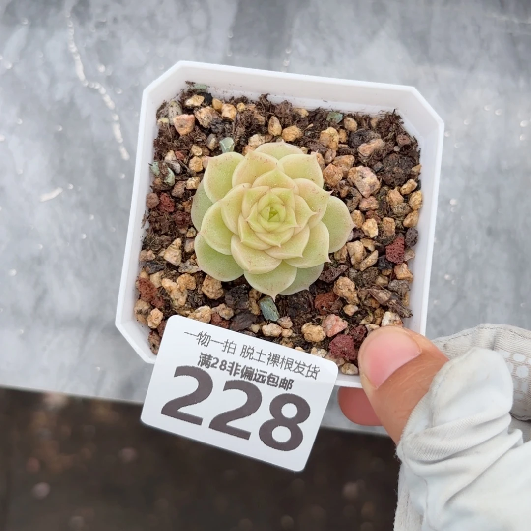 玫瑰麦单头无盆土发货