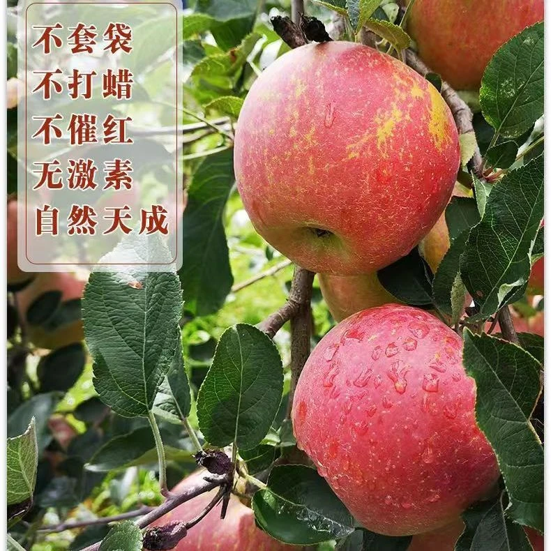 云南大理李家庄丑苹果新鲜脆甜多汁部分有糖心当季水果包邮