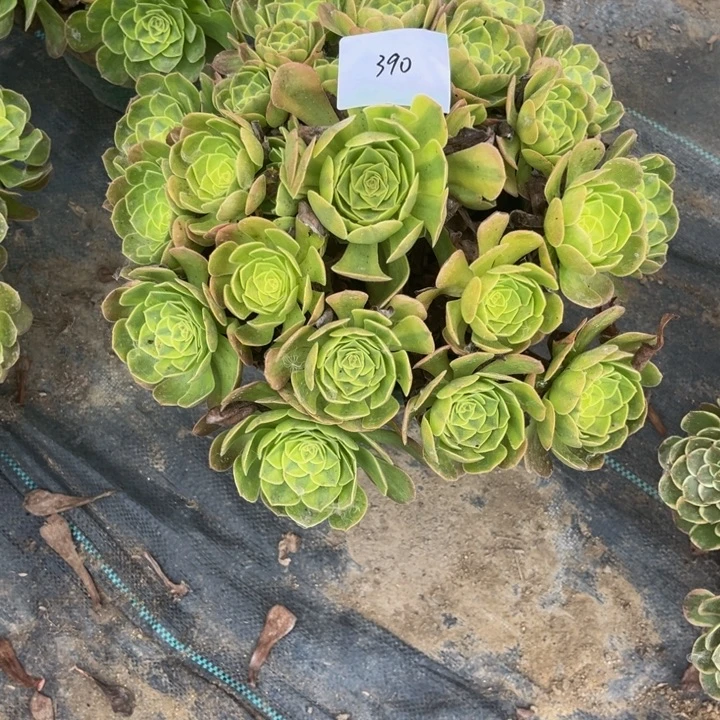 哦***噶390雨荷多肉植物法师