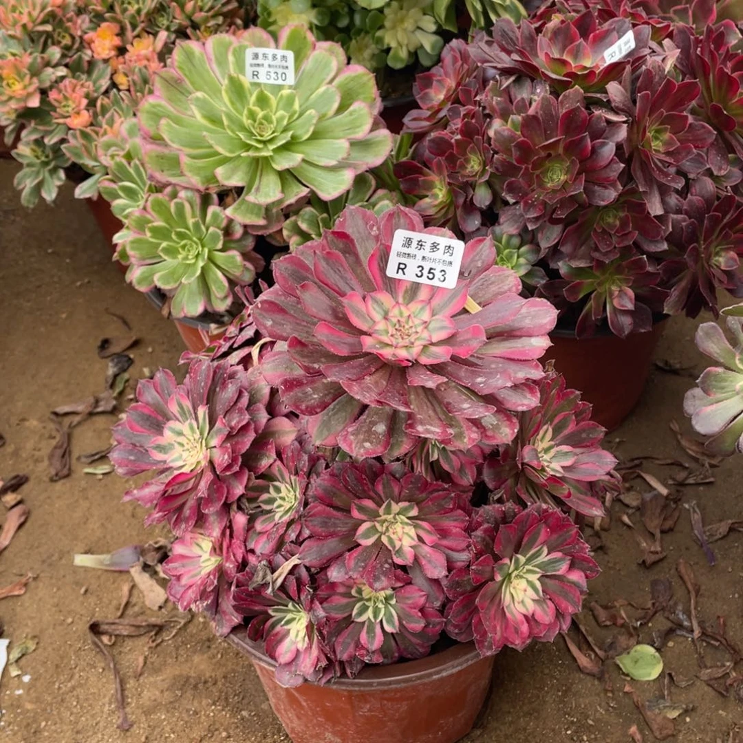 353红铜壶锦多肉法师断枝不包