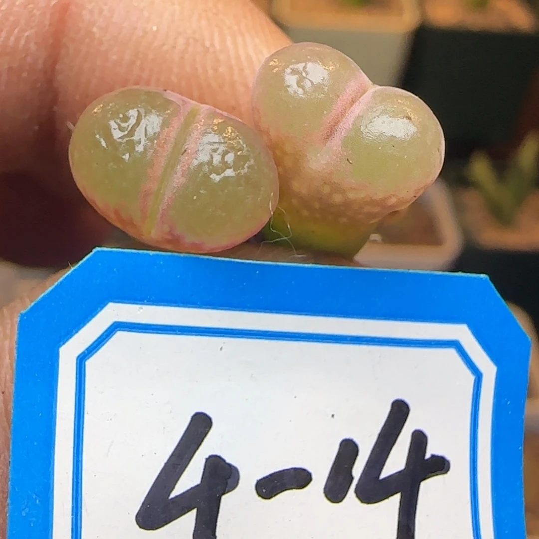 红宝石风铃。
