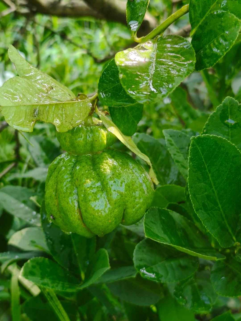 新鲜采摘川佛手柑适合闻香食用水培基地发货