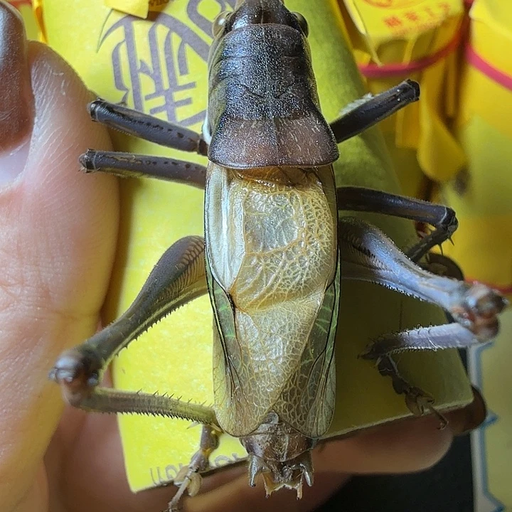 蟋蟀哈哈哈哈哈哈哈哈哈