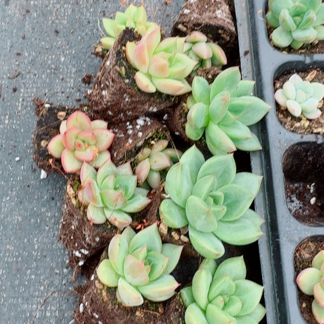 冰玉杂交东云十棵量拍29-13