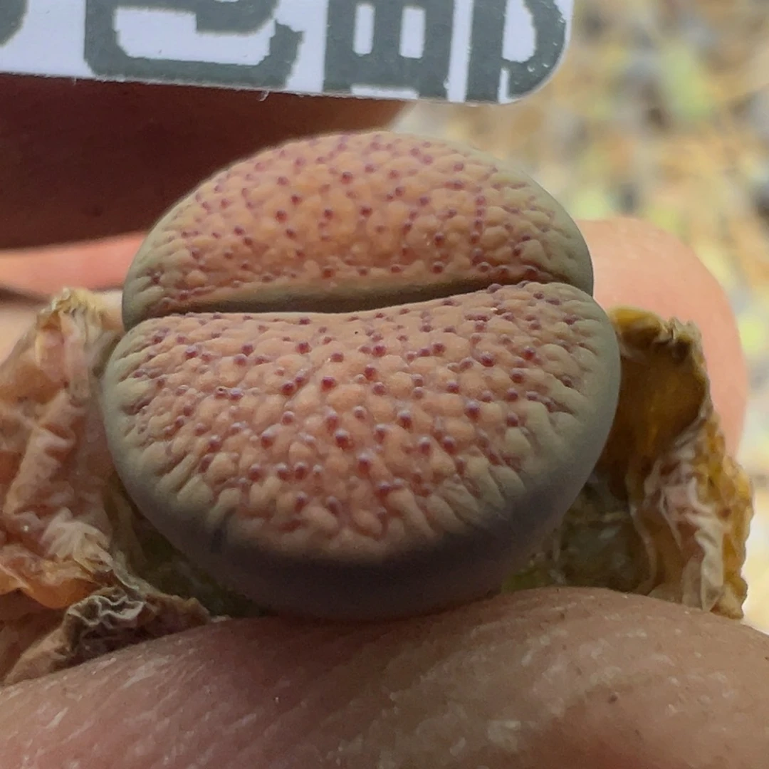 【闪购商品】 556.