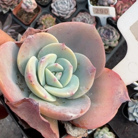 17奶茶多肉植物多