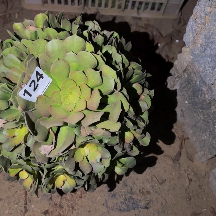 124香妃七彩多肉植物不售后