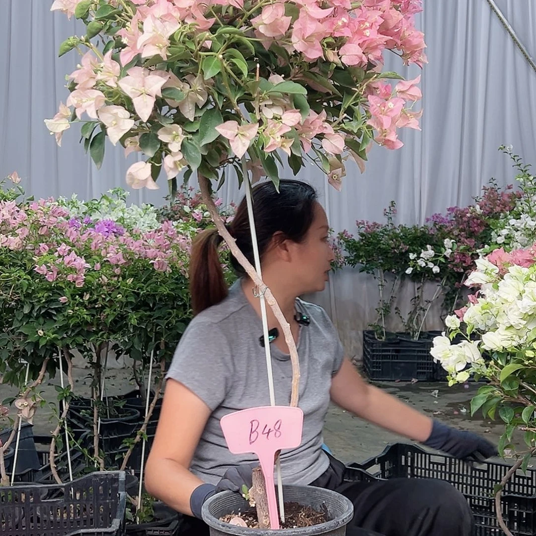 熊***东当前无花栽培后可以开花B48卡雅塔