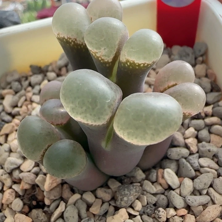 多肉植物上新场浮力737号