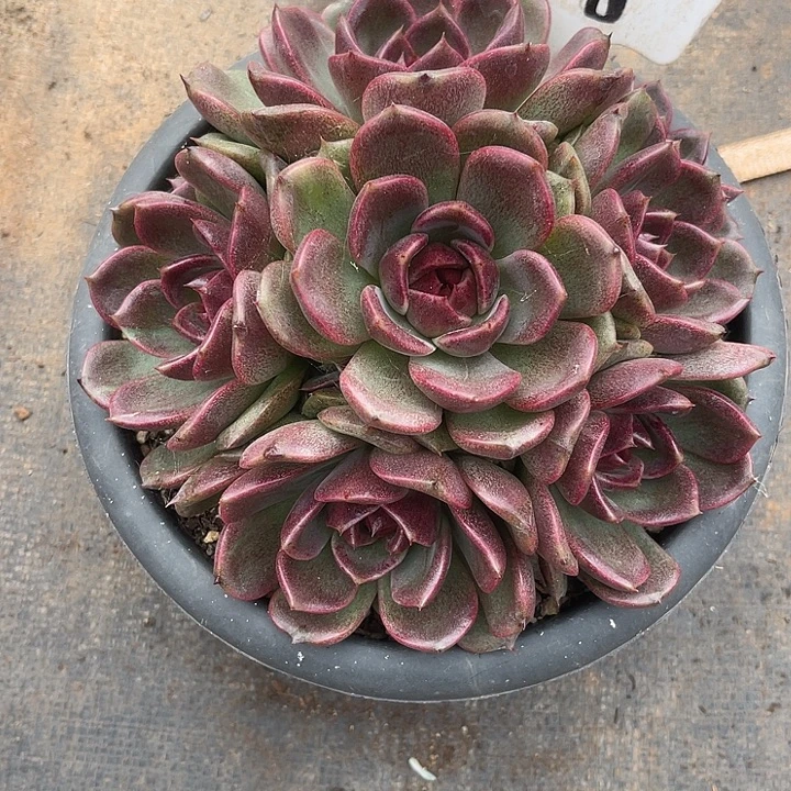 y***)两单包邮，一物一拍18