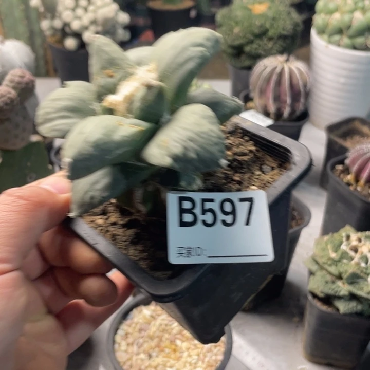 597青瓷怒涛仙人球