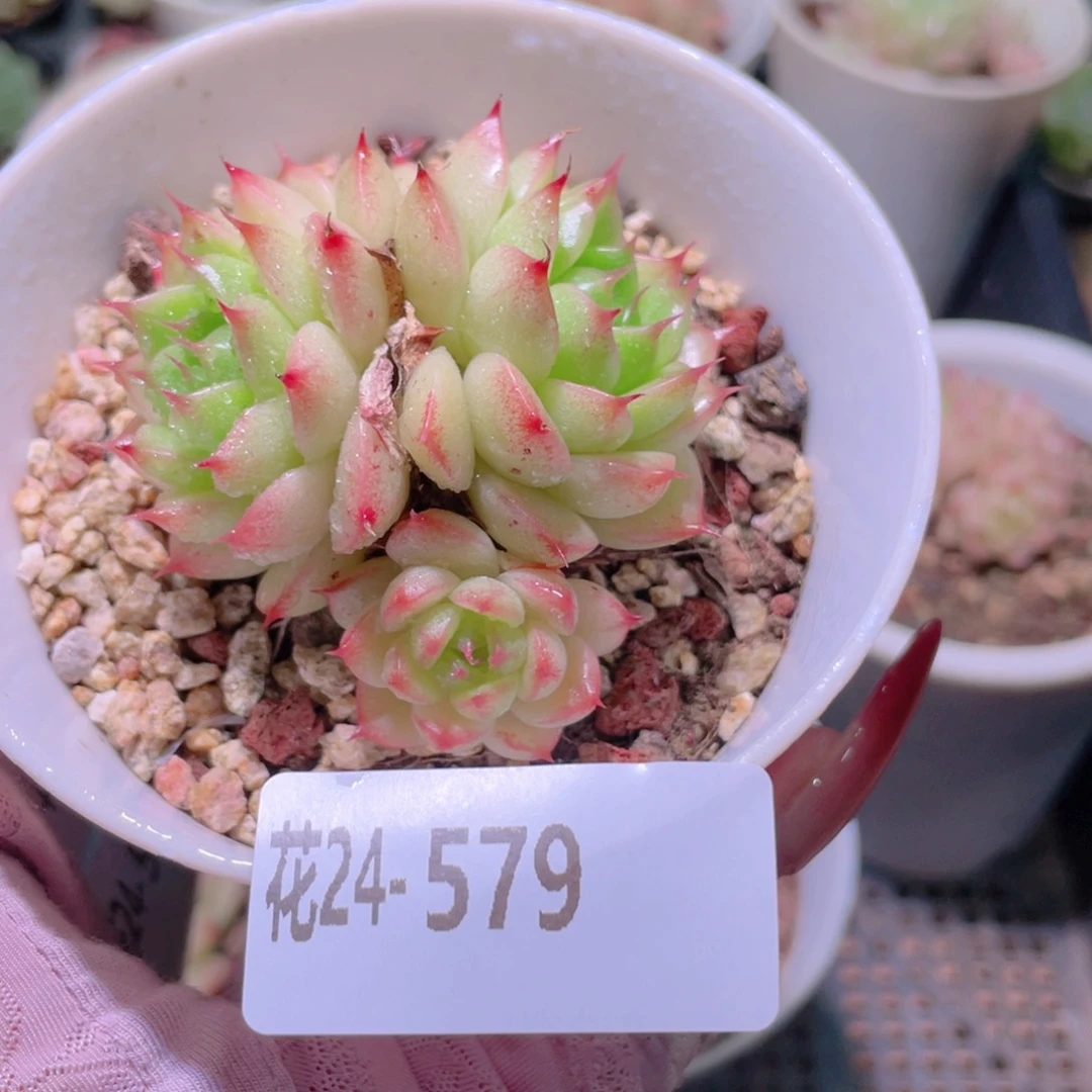 花利美24-579海王