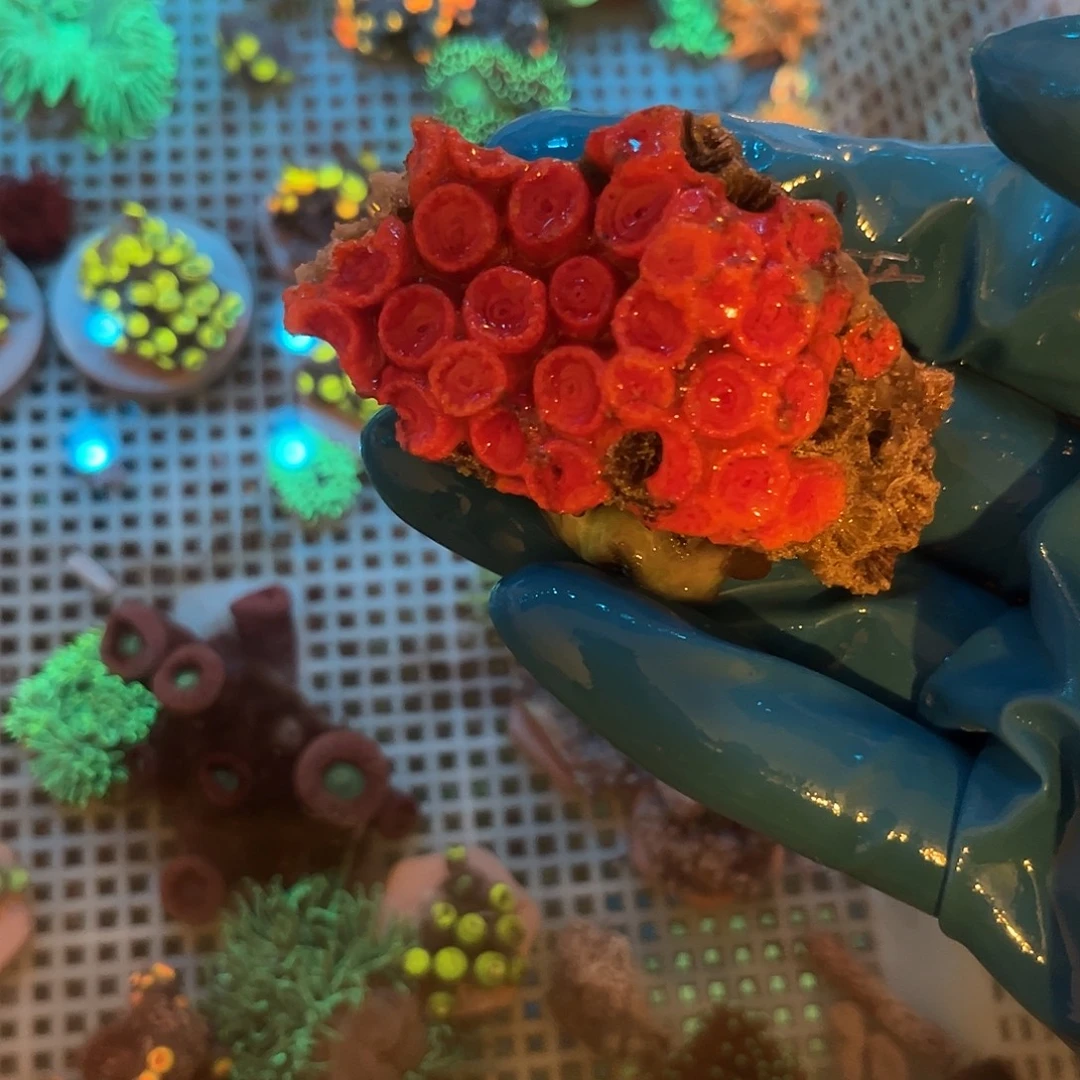 *****纽扣珊瑚太阳花11111