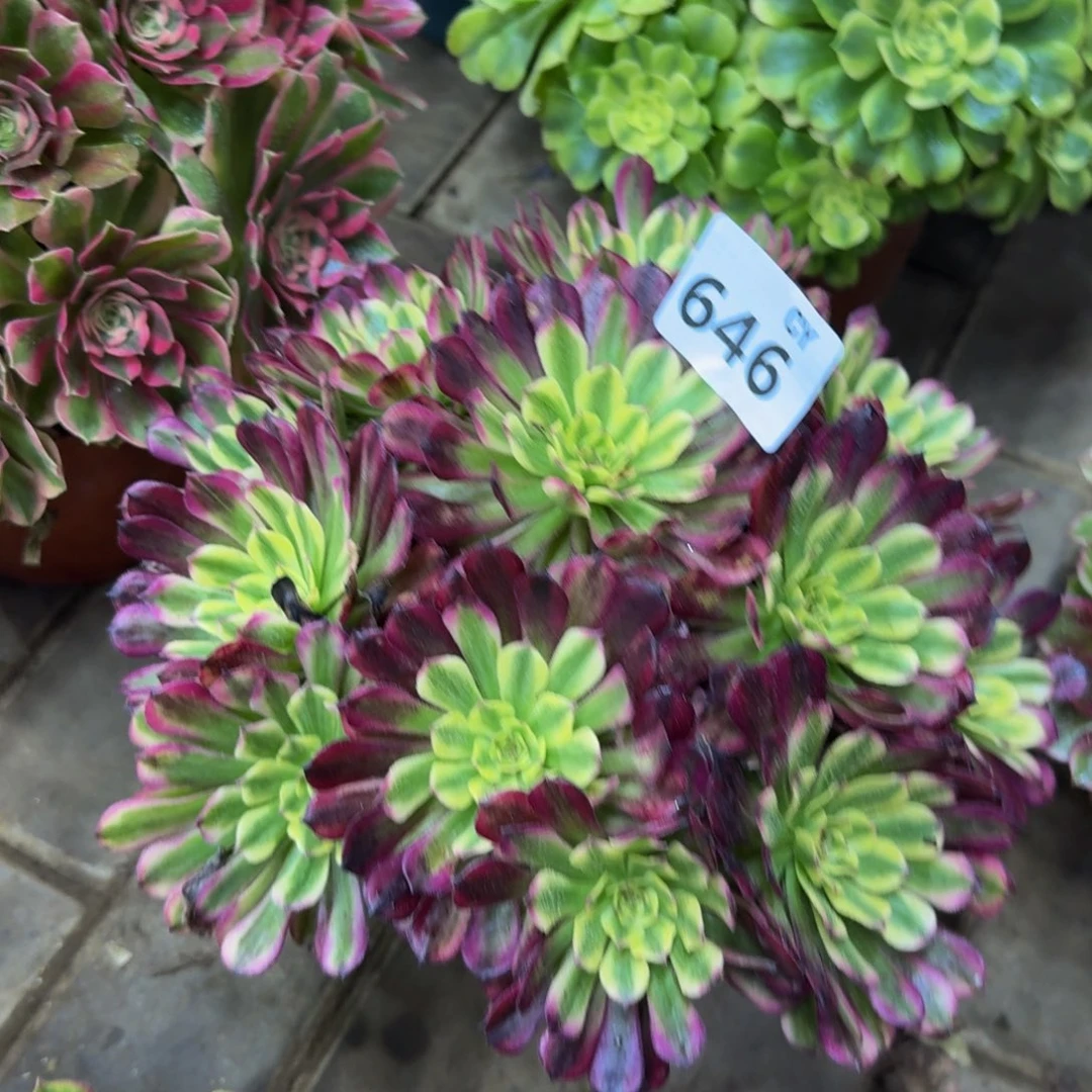 多肉植物646辉煌 法师