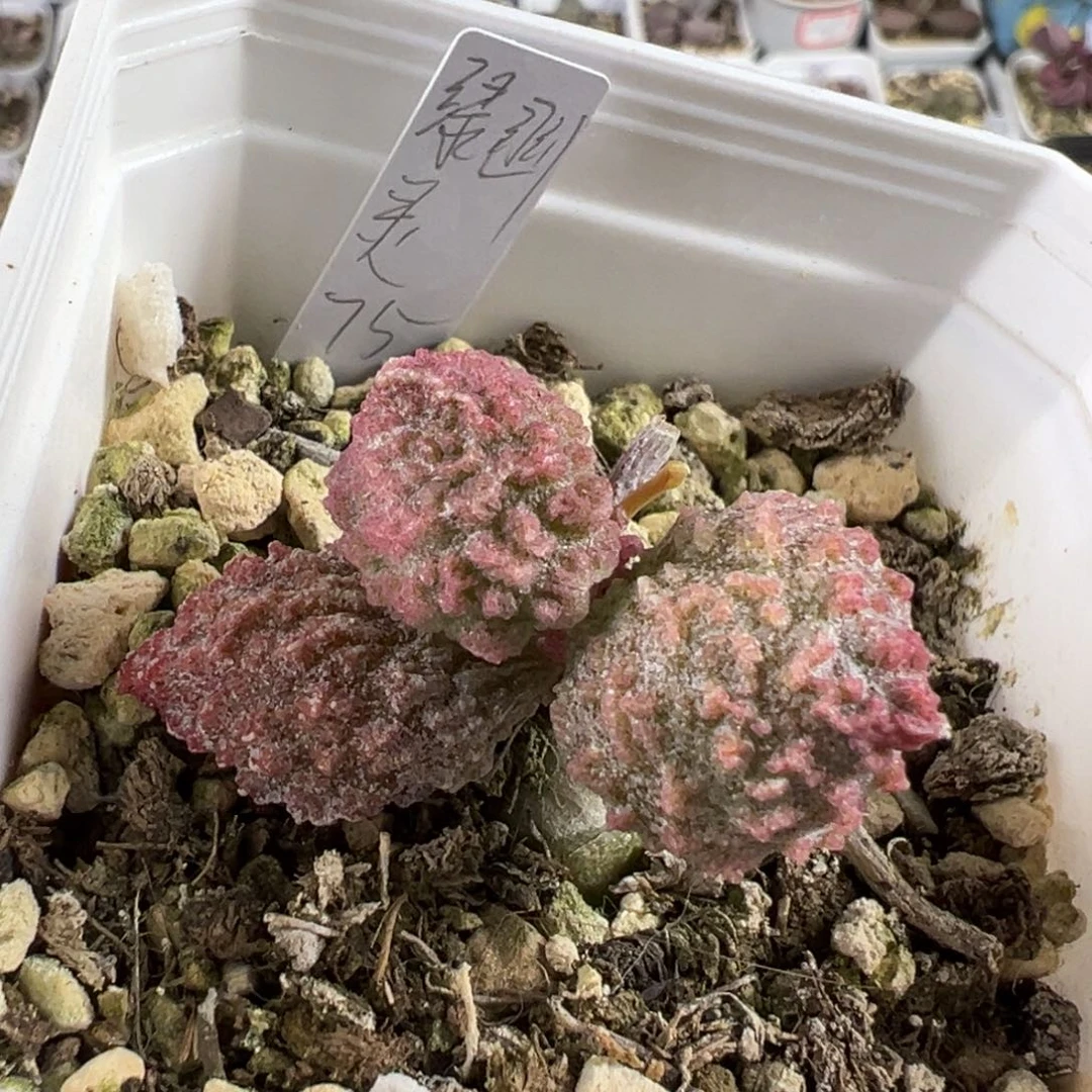 绿幽灵多肉植物水泡