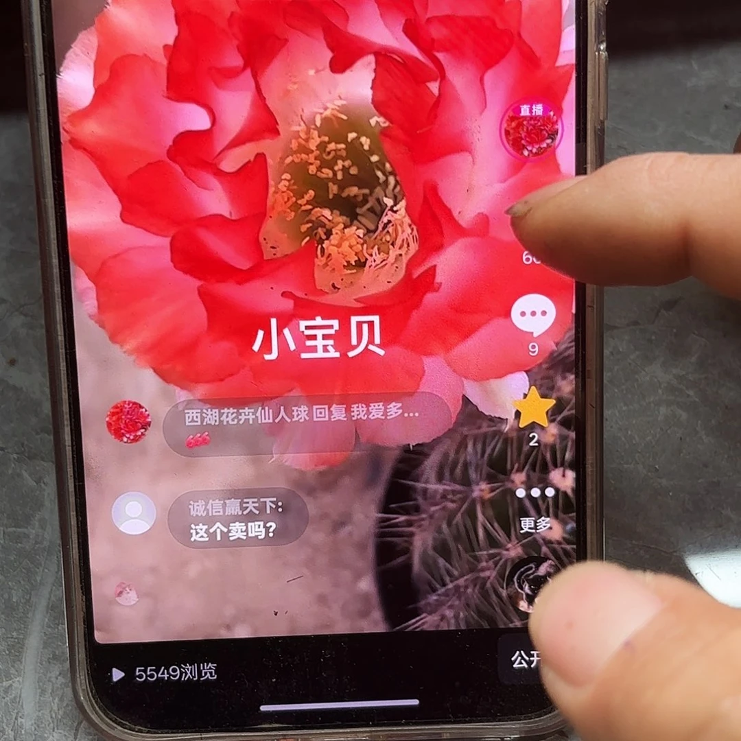 小宝贝无根侧牙四公分