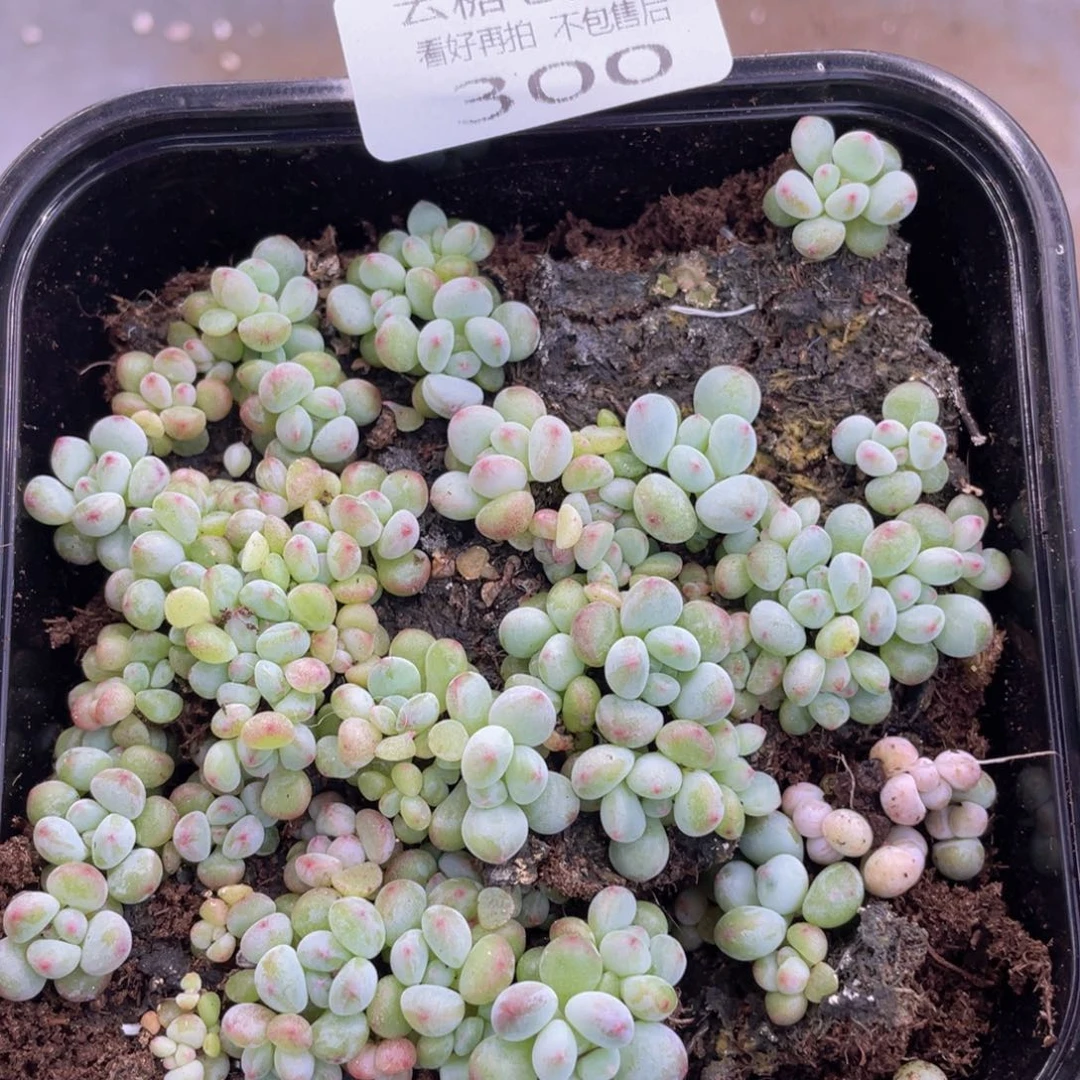云糖心多肉植物300