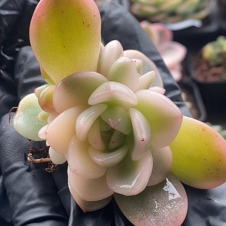 梦露锦底座多肉植物