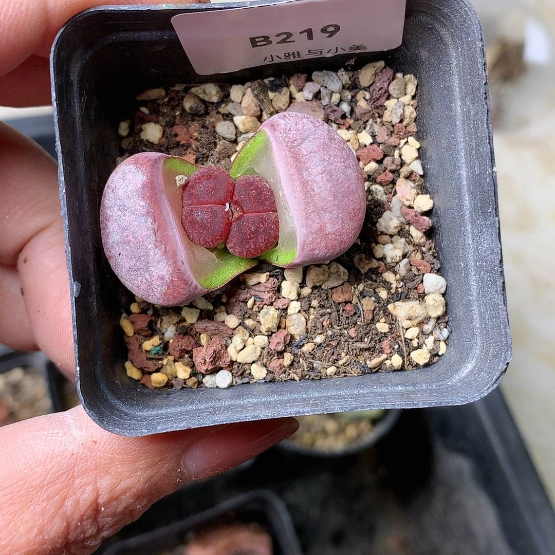 B219多肉植物保护研究所