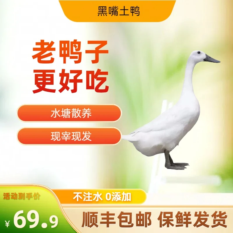 黑嘴土鸭子老鸭子水塘放养麻鸭现宰现发顺丰发货两只到手5-5.5斤