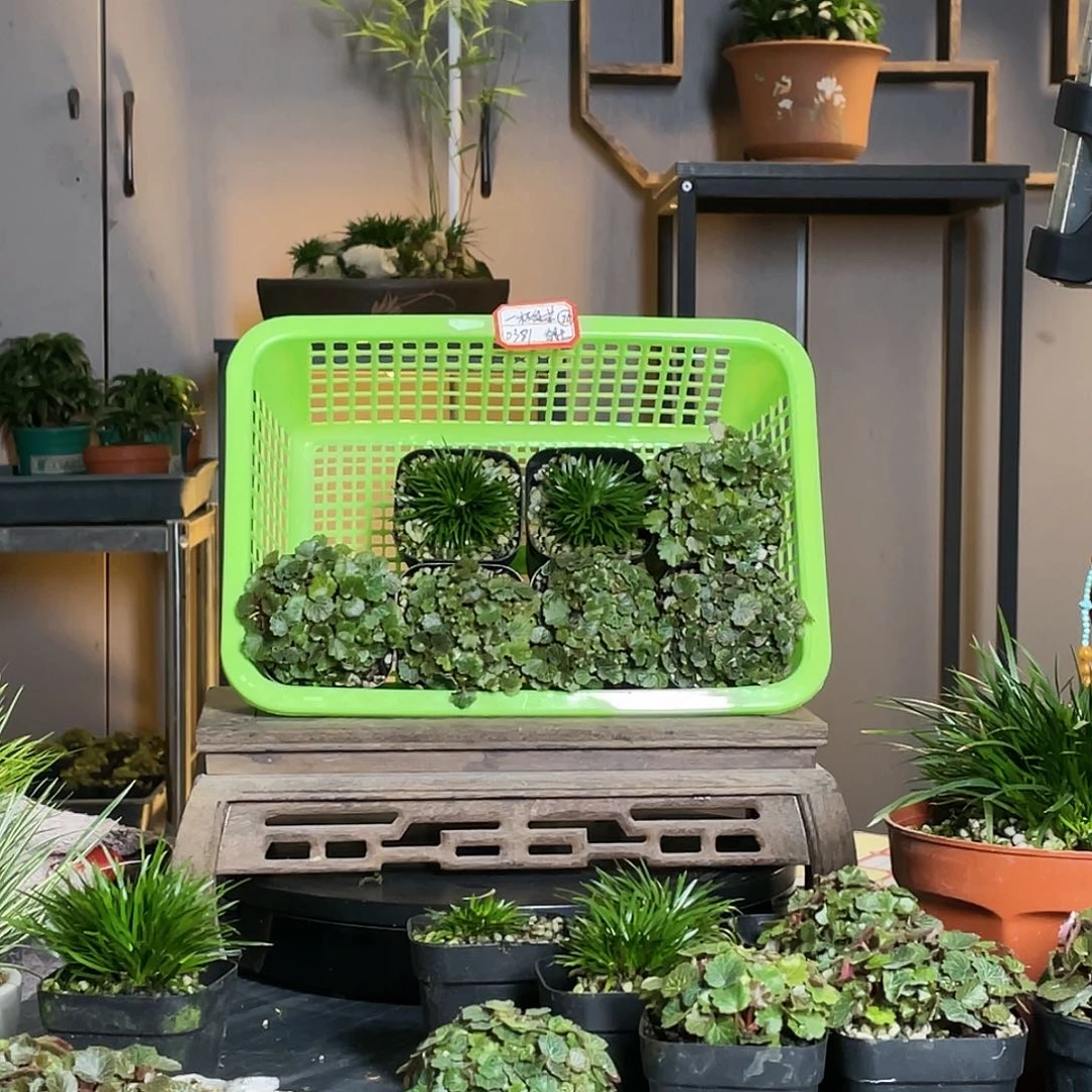 【闪购商品】不开花植物