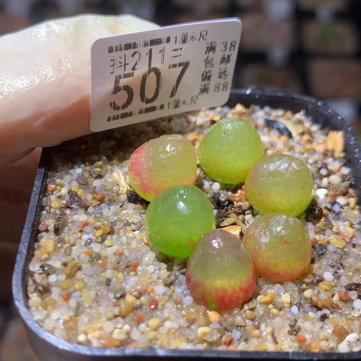 精品生石花211.507