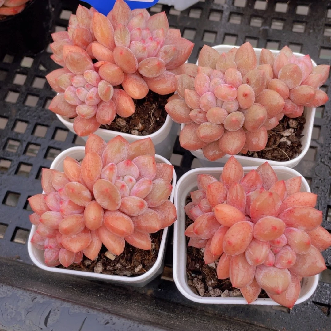 1073号 全状态奶油半夏多头群一个