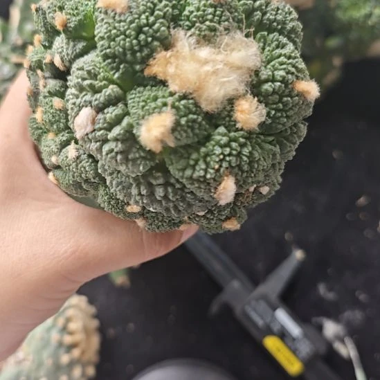 一物一拍，苗接仙人球！