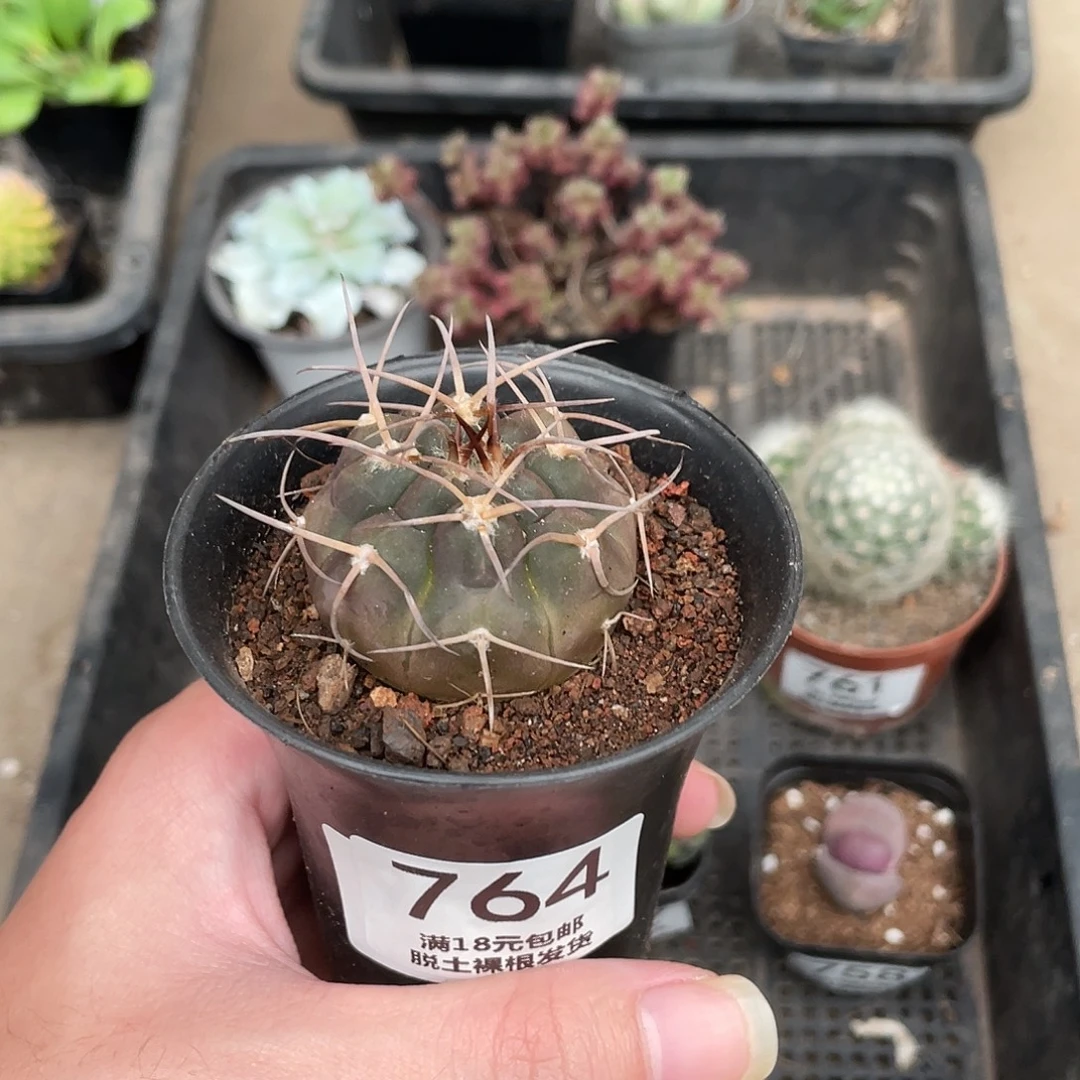 764守金摩天龙（满18包邮）