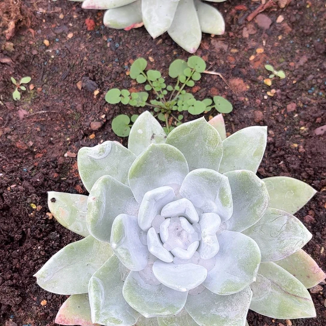 刘**༄6376帕翠莎仙女杯多肉