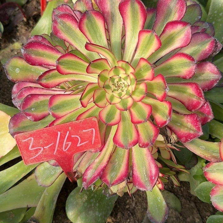 小*格3-1627铜壶七彩多肉法师