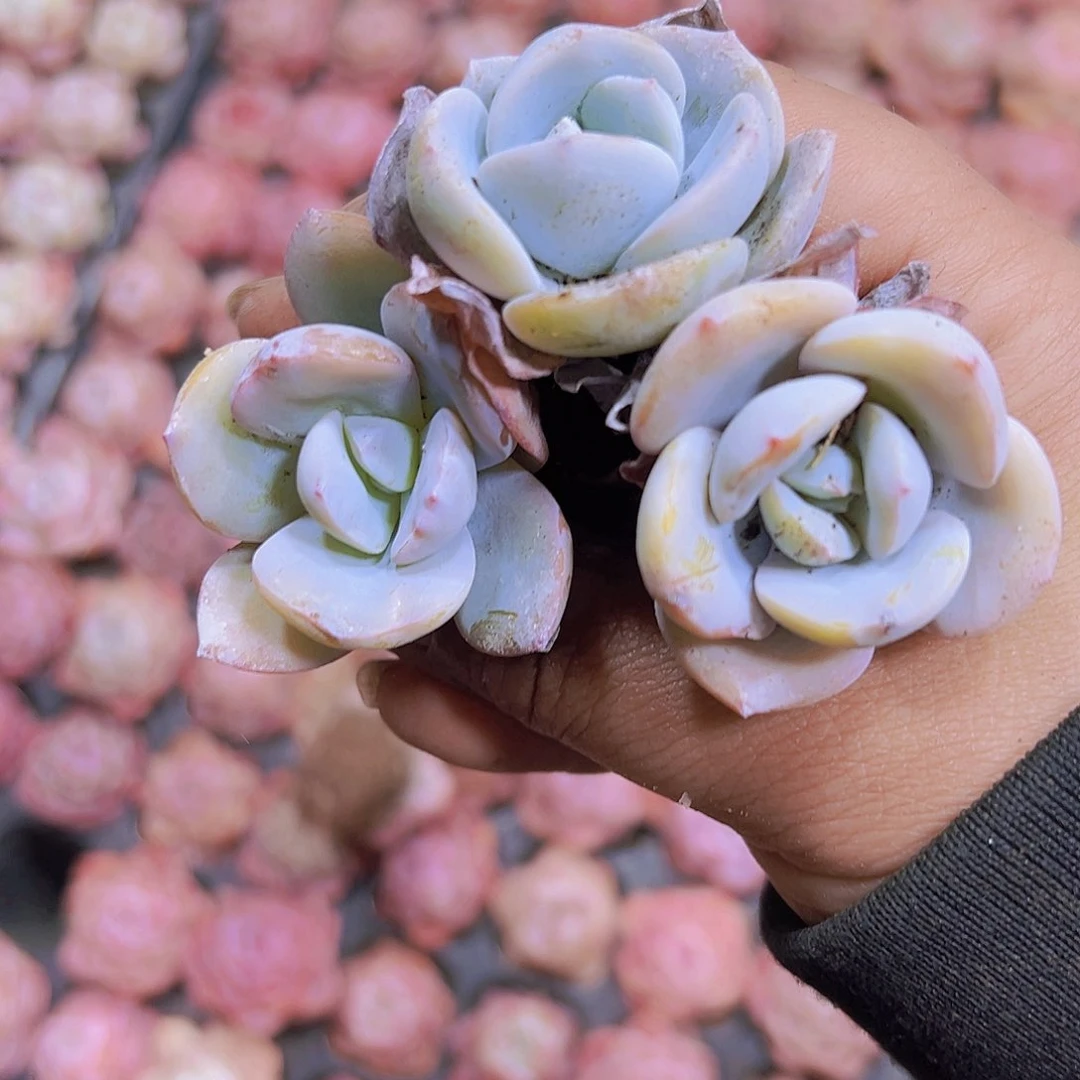 穴盘老奶茶3个19包邮