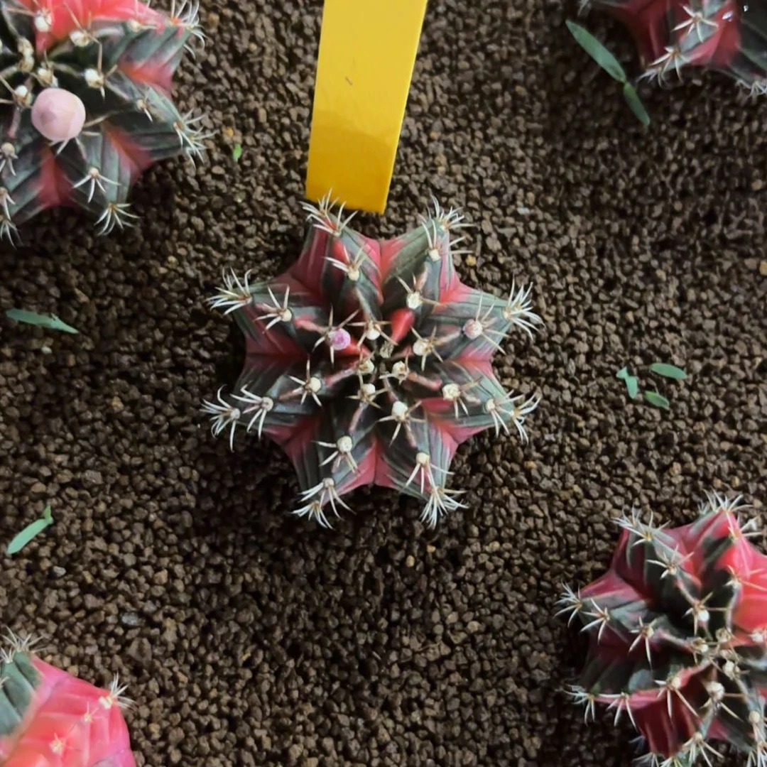 L748-1226泰国发货 小红帽