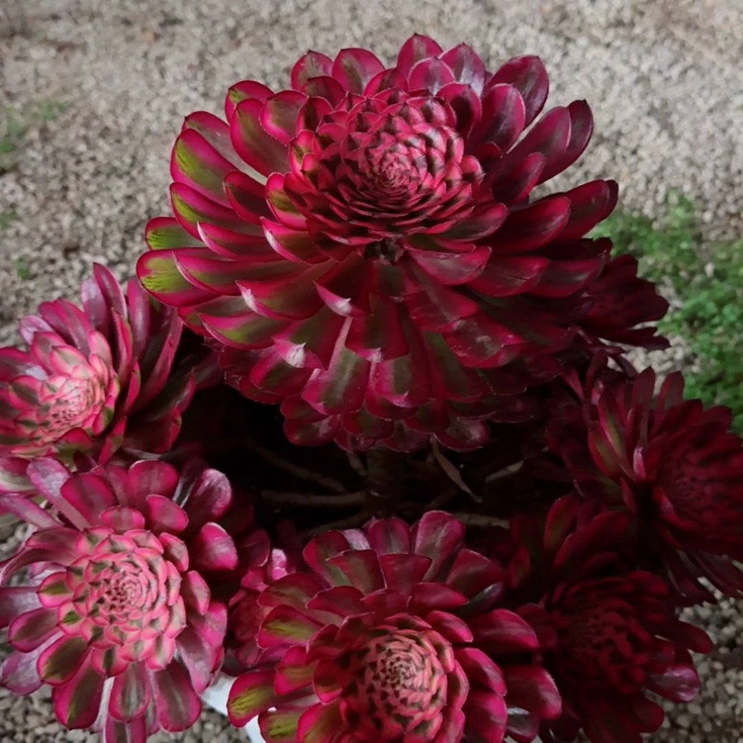 徐****）多肉植物发货发货