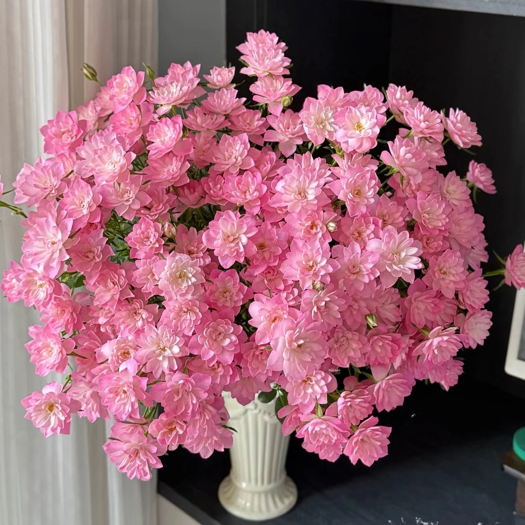 两单包邮！多头【天荷繁星】玫瑰花