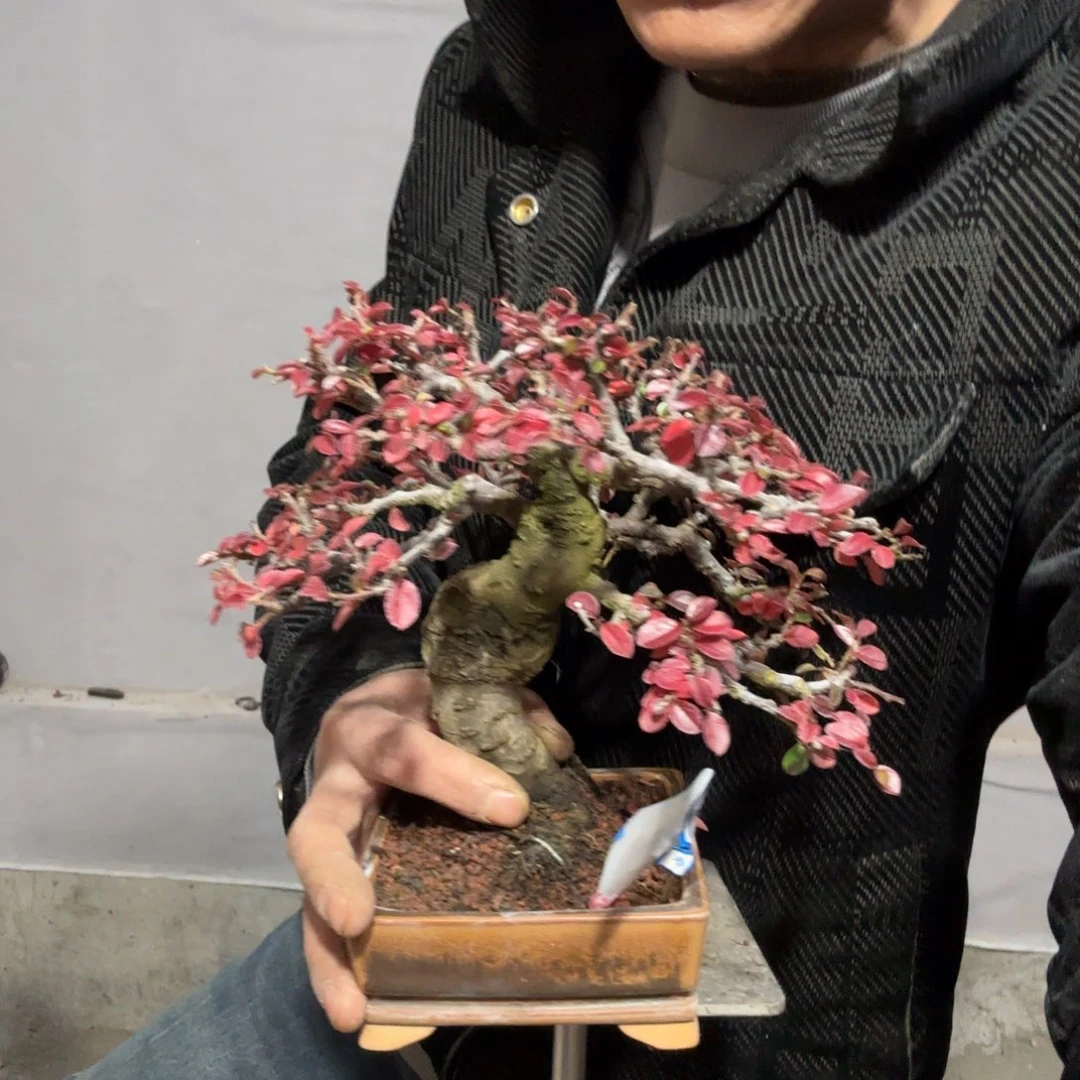 杭***司云南昭通红花平枝栒子