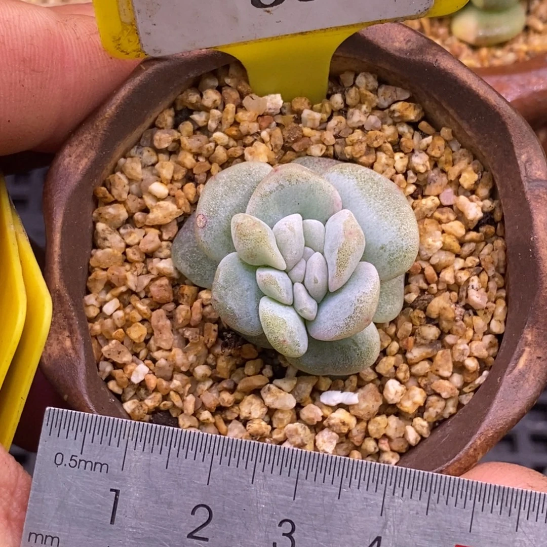 286冰玉石化缀多肉