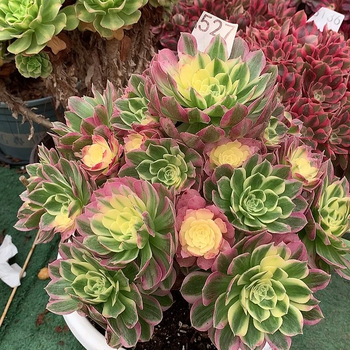 保***姨527.海仙多肉植物