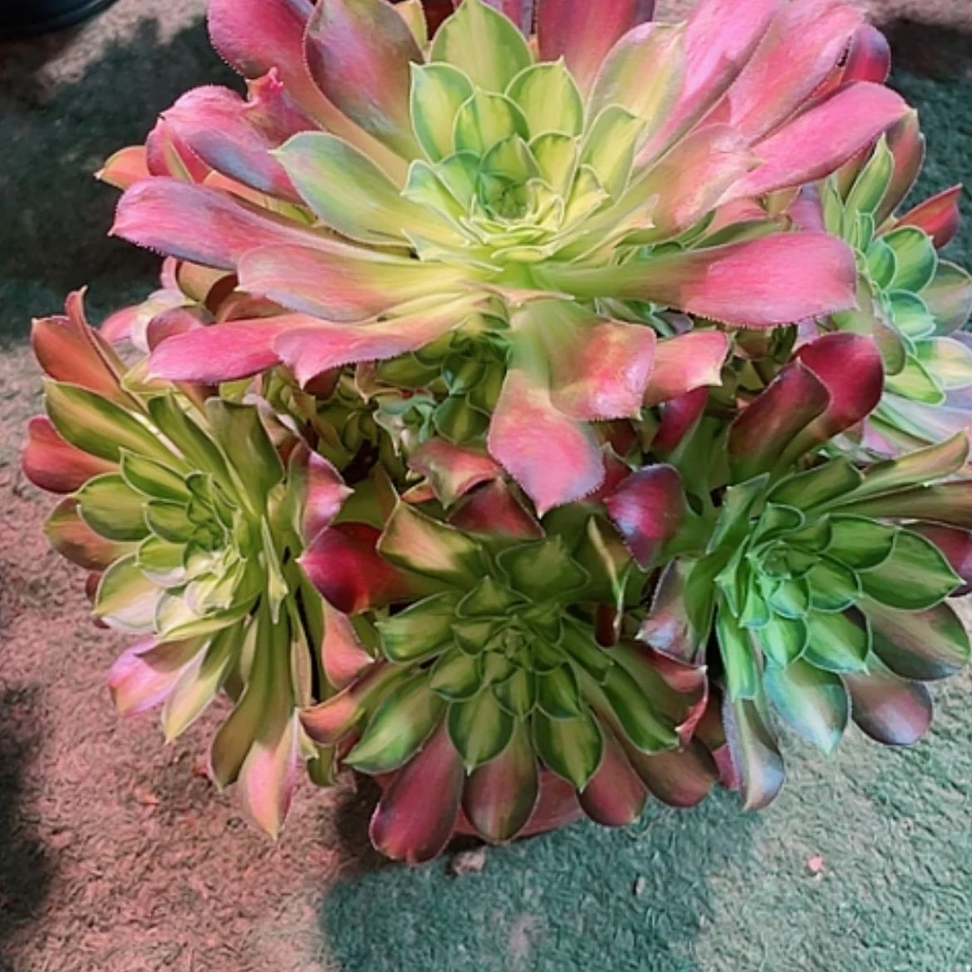 【闪购商品】法师好看也好养少华