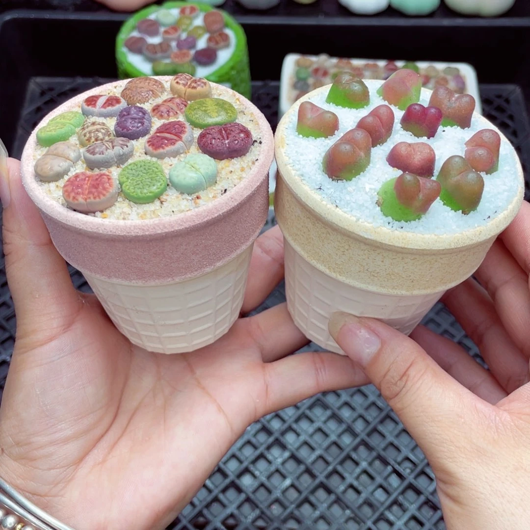 w6563 带盆土发货一物一拍