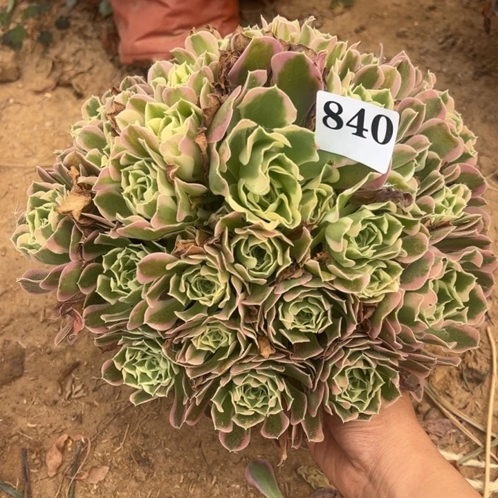 白凤多肉植物840.