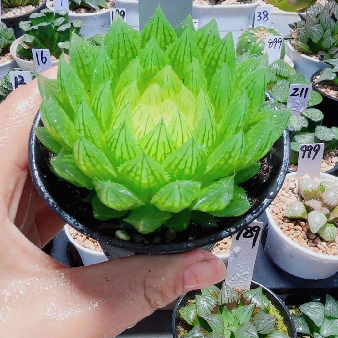 白莲花多肉植物6666